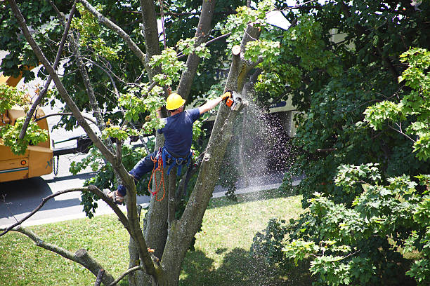 Best Hedge Trimming  in Richmond Heights, FL